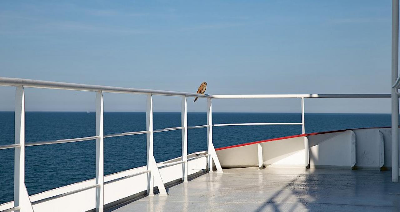 Vogel op railing boek Forgotten Seas